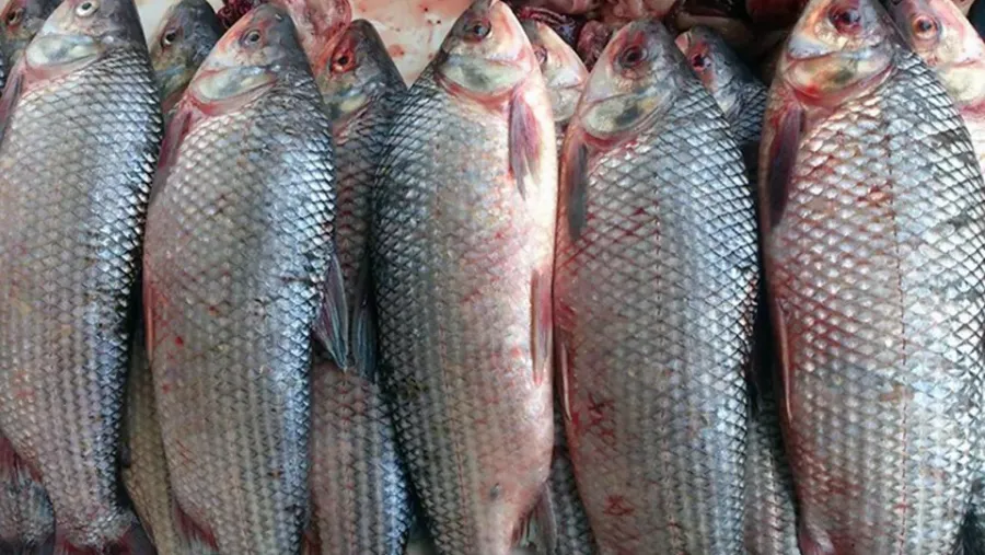 Advierten los riesgos del alto consumo de sábalos